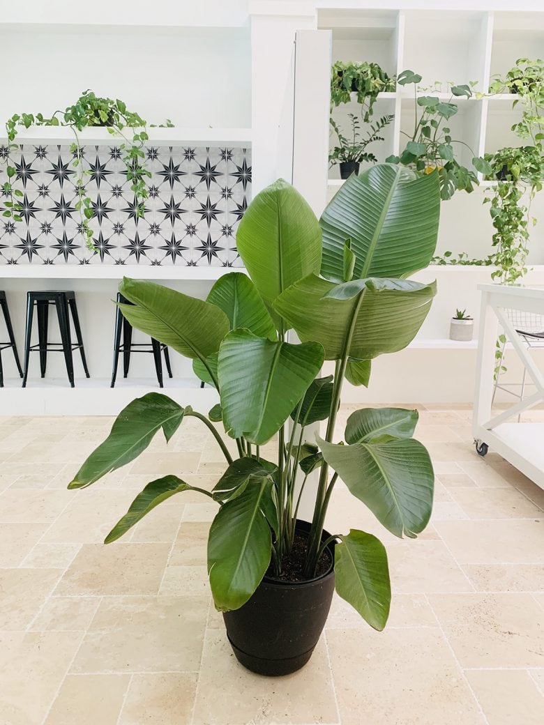 Minimalist Interior Design Style - Small Minimalist Interior Design With Plants