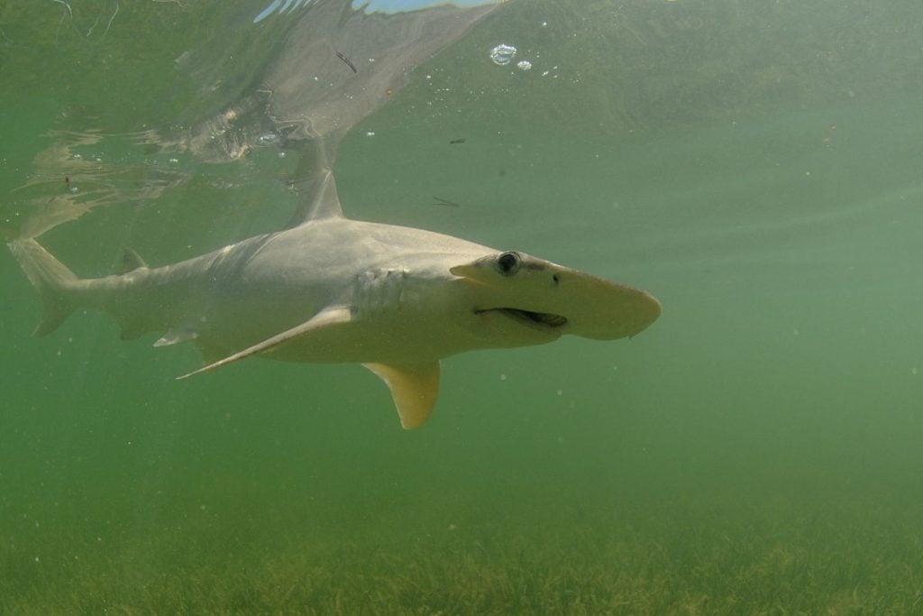 Top 15 Shark Species in Florida