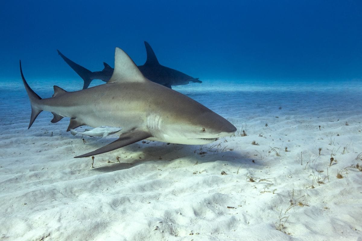 Ultimate Guide to Shark Watching in Florida