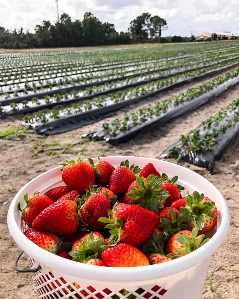 15 Best Strawberry Farms in Florida That You Need to Visit
