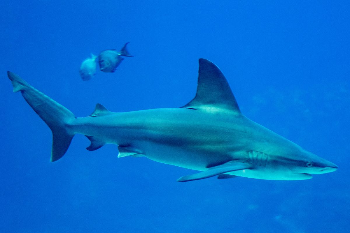 Top 15 Shark Species in Florida