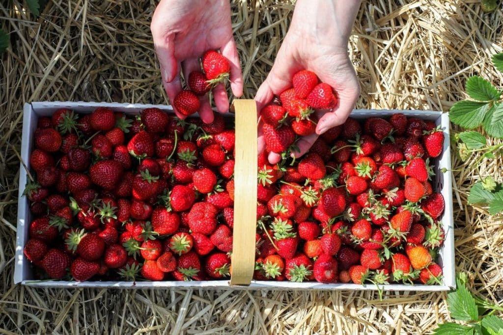 15 Best Strawberry Farms in Florida That You Need to Visit