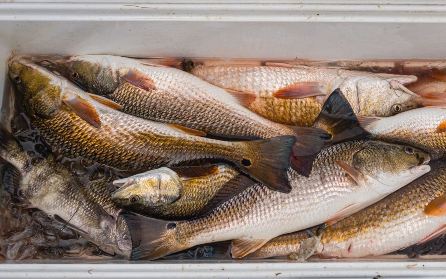 7 Best Places to Catch Redfish in Florida