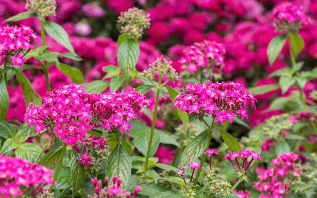 20 Best Perennials for Florida: Top Picks for a Sunshine Garden