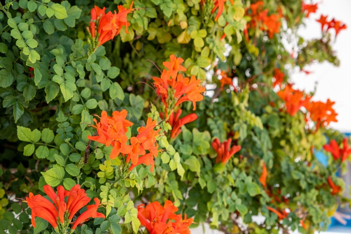 Tecoma Capensis or Cape Honeysuckle the flowering plant with bright orange red flower