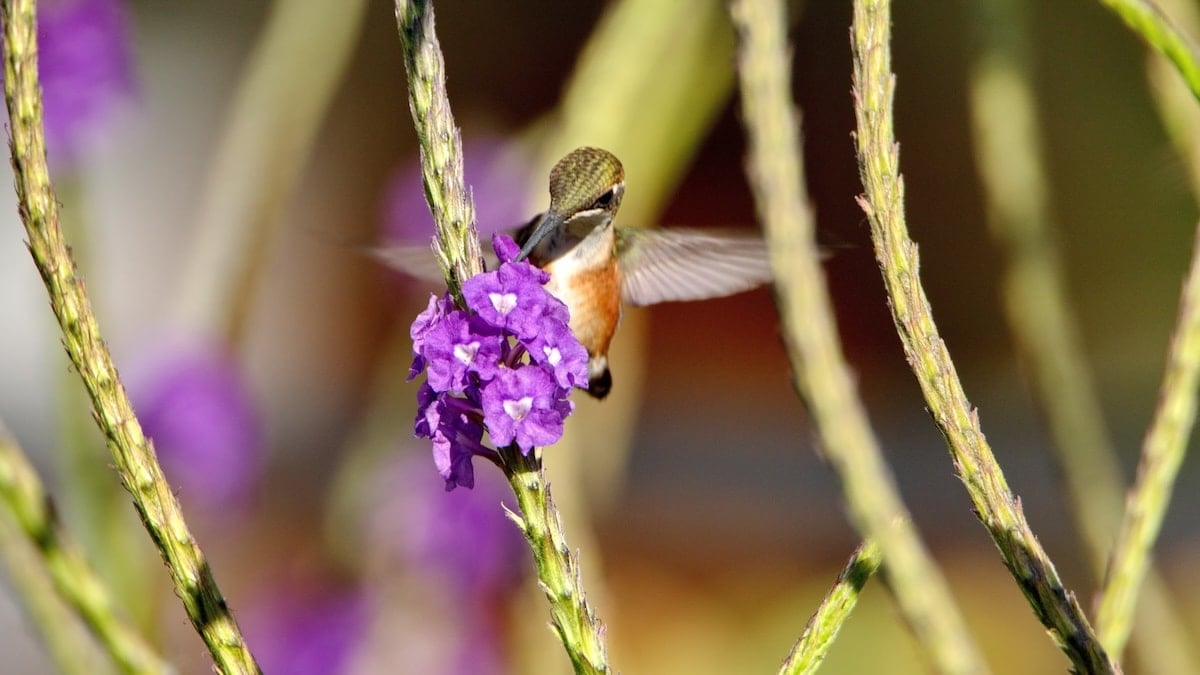 Female white-bellied woodstar feeding from a purple porterweed plant