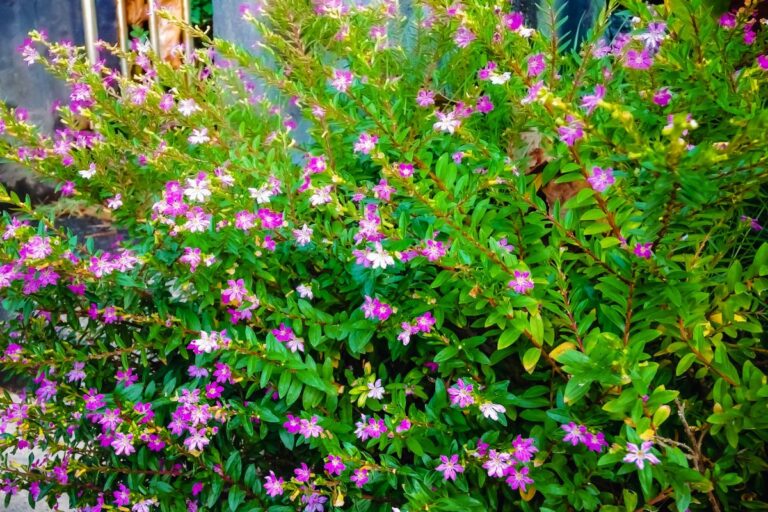 20 Best Perennials for Florida: Top Picks for a Sunshine Garden